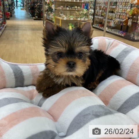 ヨークシャー・テリアの写真