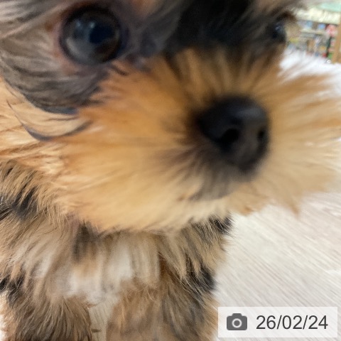 ヨークシャー・テリアの写真