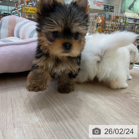 ヨークシャー・テリアの写真