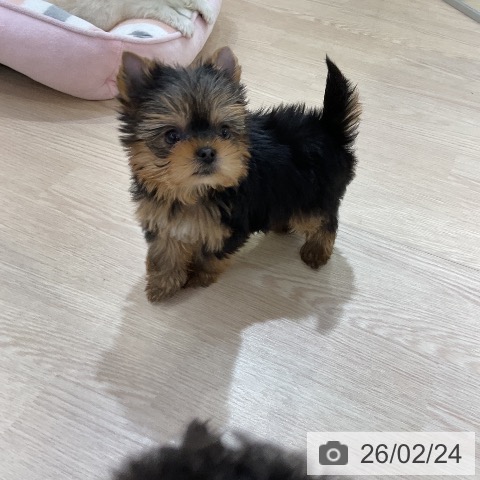 ヨークシャー・テリアの写真