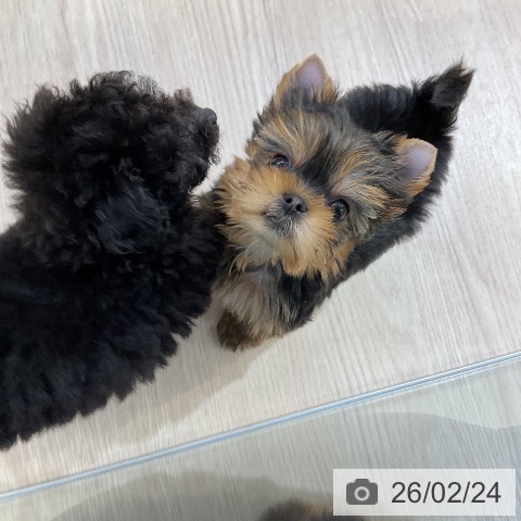 ヨークシャー・テリアの写真