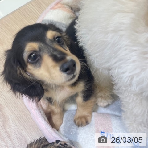 富山県のミニチュアダックスフンド(ロング) (ペットプラス 高岡店/2025年12月25日生まれ/男の子/ブラックタン)の子犬の4枚目の画像