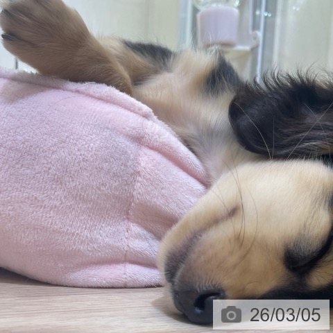 富山県のミニチュアダックスフンド(ロング) (ペットプラス 高岡店/2025年12月25日生まれ/男の子/ブラックタン)の子犬の3枚目の画像