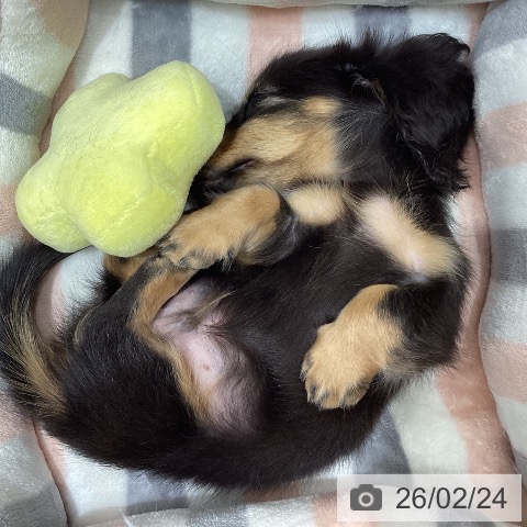 石川県のミニチュアダックスフンド(ロング) (ペットプラス 新小松店/2025年12月25日生まれ/男の子/ブラックタン)の子犬の4枚目の画像