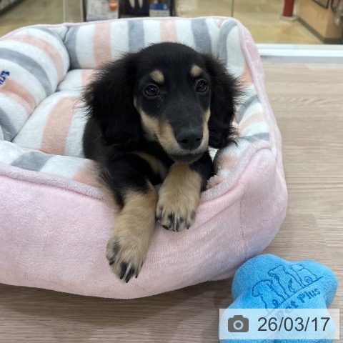 愛知県のミニチュアダックスフンド(ロング) (ペットプラス 豊田店/2025年12月25日生まれ/男の子/ブラックタン)の子犬の4枚目の画像