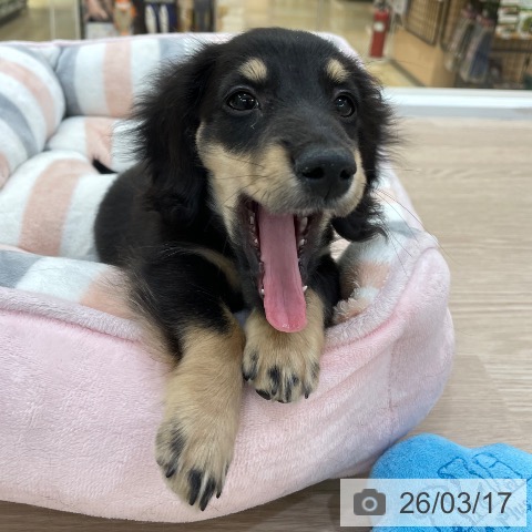 愛知県のミニチュアダックスフンド(ロング) (ペットプラス 豊田店/2025年12月25日生まれ/男の子/ブラックタン)の子犬の3枚目の画像