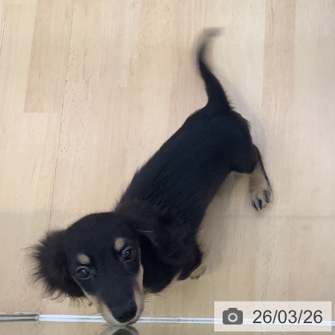 愛知県のミニチュアダックスフンド(ロング) (ペットプラス 三好店/2025年12月25日生まれ/男の子/ブラックタン)の子犬の3枚目の画像