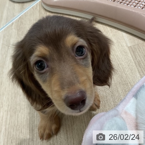 三重県のミニチュアダックスフンド(ロング) (ペットプラス 鈴鹿店/2025年12月25日生まれ/男の子/チョコレートタン)の子犬の3枚目の画像