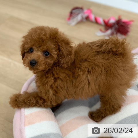 岐阜県のトイプードル(トイ) (ペットプラス 光ケ丘店/2025年12月21日生まれ/男の子/レッド)の子犬の4枚目の画像