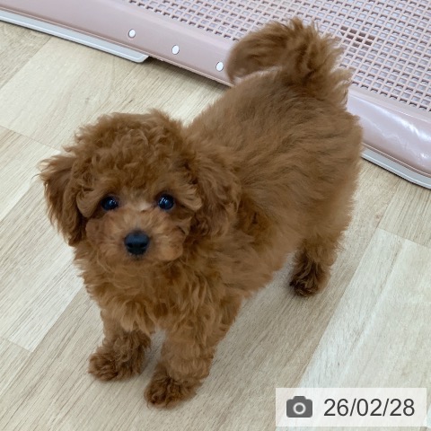 トイ・プードルの写真