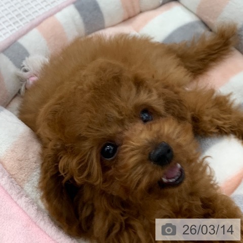 岐阜県のトイプードル(トイ) (ペットプラス 光ケ丘店/2025年12月21日生まれ/男の子/レッド)の子犬の4枚目の画像