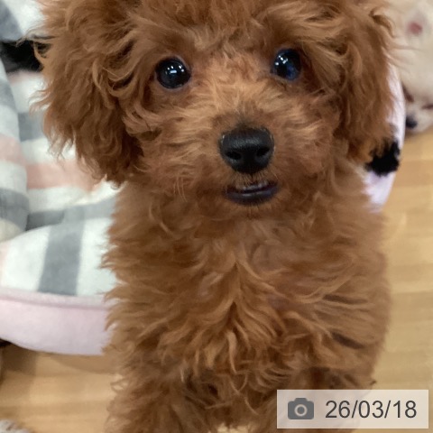 三重県のトイプードル(トイ) (ペットプラス 東員店/2025年12月21日生まれ/男の子/レッド)の子犬の4枚目の画像