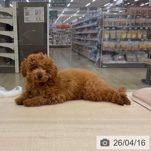 トイ・プードルの写真