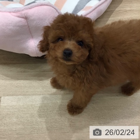 岐阜県のトイプードル(トイ) (ペットプラス 各務原店/2025年12月21日生まれ/女の子/レッド)の子犬の4枚目の画像