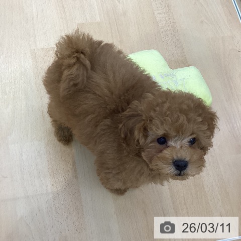 愛知県のトイプードル(トイ) (ペットプラス 三好店/2025年12月25日生まれ/女の子/オレンジフォーン)の子犬の4枚目の画像