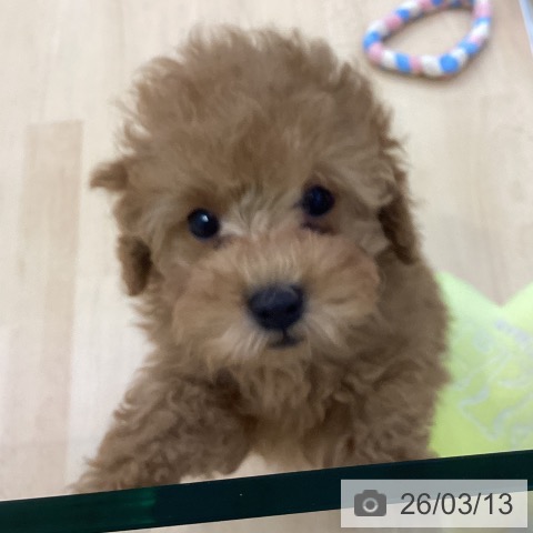 愛知県のトイプードル(トイ) (ペットプラス 三好店/2025年12月25日生まれ/女の子/オレンジフォーン)の子犬の3枚目の画像