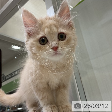 福岡県のミヌエット (ペットプラス 香椎浜店/2025年12月22日生まれ/男の子/クリームタビー)の子猫の4枚目の画像