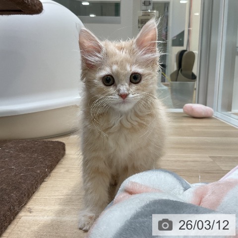 福岡県のミヌエット (ペットプラス 香椎浜店/2025年12月22日生まれ/男の子/クリームタビー)の子猫の3枚目の画像