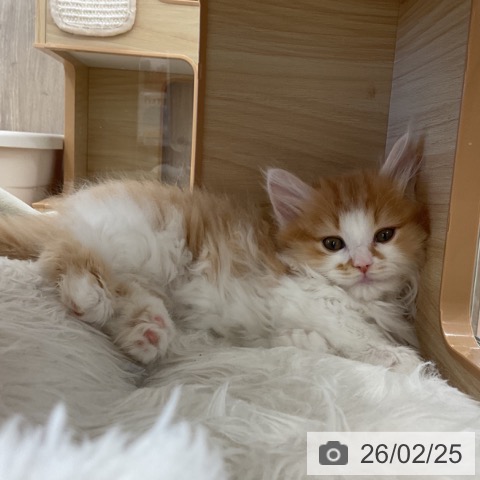 ミヌエットの写真