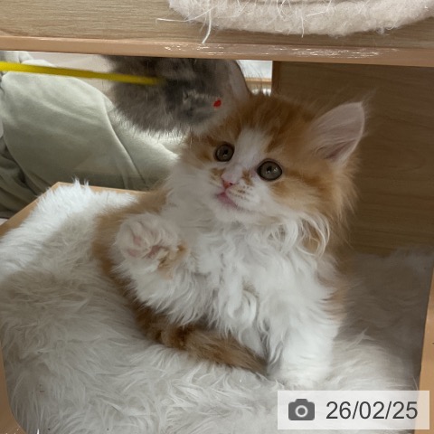 ミヌエットの写真