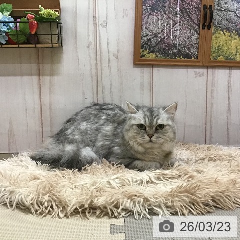 スコティッシュフォールドの写真