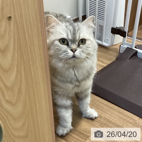 スコティッシュフォールドの写真