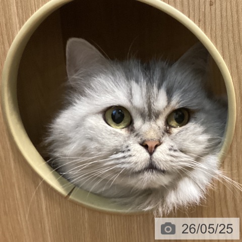 スコティッシュフォールドの写真