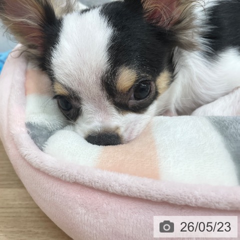 チワワの写真