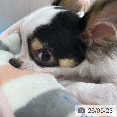チワワの写真