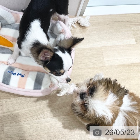 チワワの写真