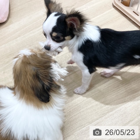 チワワの写真