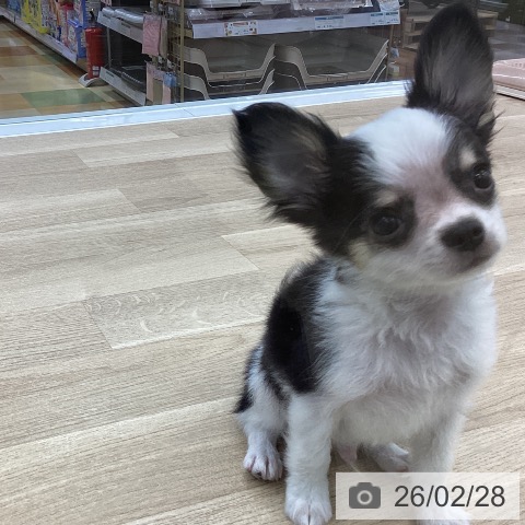 愛知県のチワワ(ロング) (ペットプラス みなと店/2025年12月19日生まれ/男の子/ブラックタンホワイト)の子犬の3枚目の画像