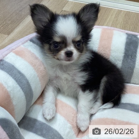 岐阜県のチワワ(ロング) (ペットプラス 各務原店/2025年12月19日生まれ/男の子/ブラックタンホワイト)の子犬の4枚目の画像