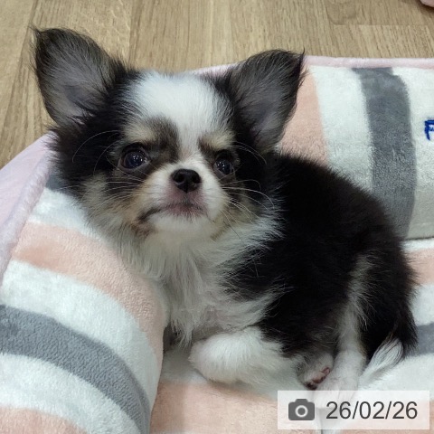 岐阜県のチワワ(ロング) (ペットプラス 各務原店/2025年12月19日生まれ/男の子/ブラックタンホワイト)の子犬の3枚目の画像