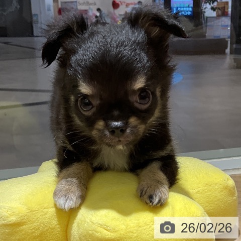 愛知県のチワワ(ロング) (ペットプラス イオンモール豊川店/2025年12月19日生まれ/女の子/ブラックタン)の子犬の4枚目の画像