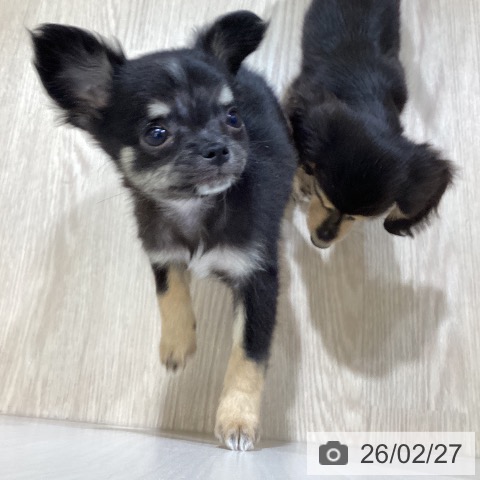 愛知県のチワワ(ロング) (ペットプラス 東浦店/2025年12月19日生まれ/女の子/ブラックタンホワイト)の子犬の4枚目の画像