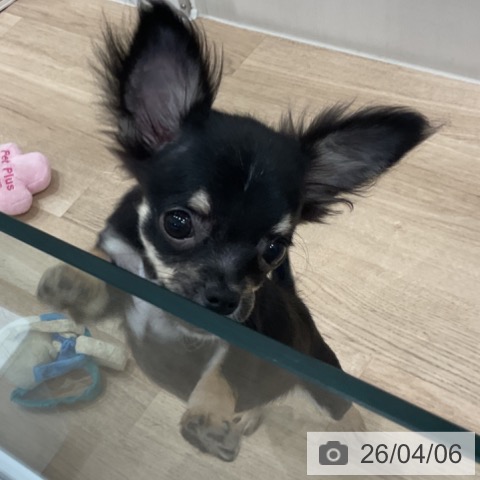 愛知県のチワワ(ロング) (ペットプラス 東浦店/2025年12月19日生まれ/女の子/ブラックタンホワイト)の子犬の3枚目の画像