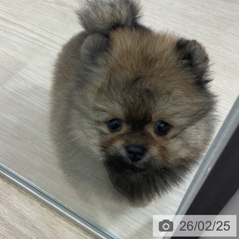 ポメラニアンの写真