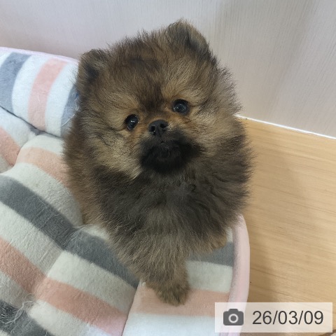 ポメラニアンの写真