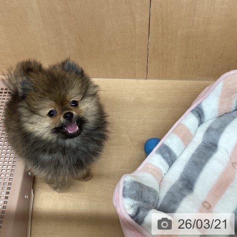 ポメラニアンの写真