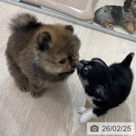 ポメラニアンの写真