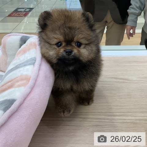 ポメラニアンの写真