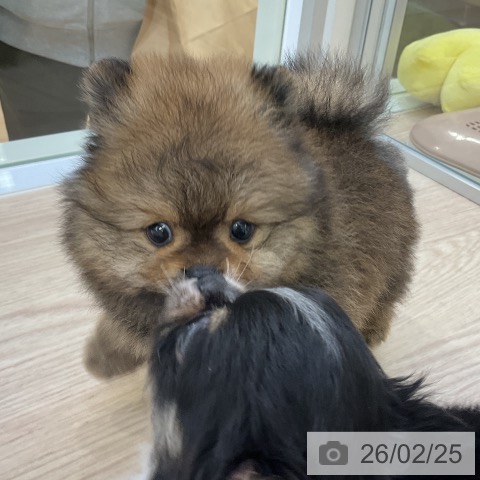 ポメラニアンの写真