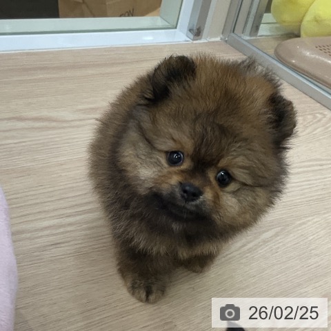 ポメラニアンの写真