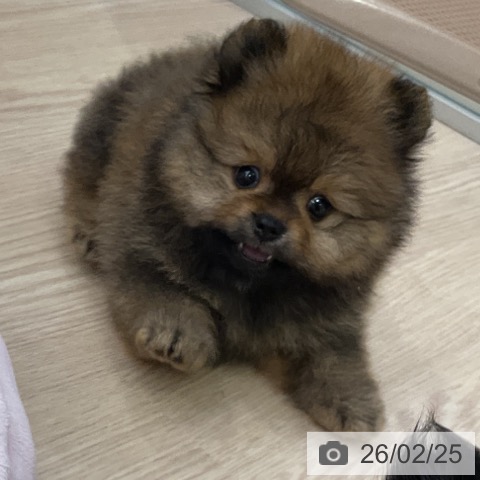 ポメラニアンの写真