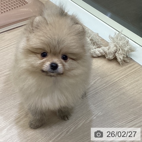 富山県のポメラニアン (ペットプラス 高岡店/2025年12月25日生まれ/女の子/オレンジ)の子犬の3枚目の画像