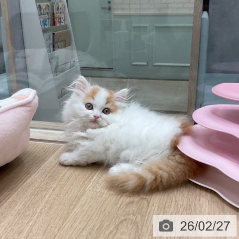 宮崎県のミヌエット (ペットプラス 宮崎店/2025年12月22日生まれ/男の子/レッドタビーホワイト)の子猫の4枚目の画像