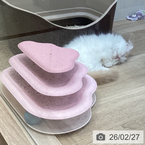 宮崎県のミヌエット (ペットプラス 宮崎店/2025年12月22日生まれ/男の子/レッドタビーホワイト)の子猫の3枚目の画像