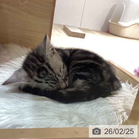 アメリカンショートヘアの写真