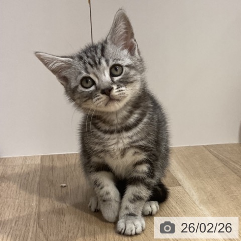 アメリカンショートヘアの写真